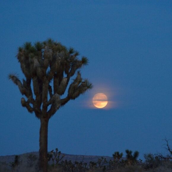 Some Amazing JT sunsets! - Picture 8 of 16